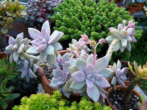 Desert southwest—nests in cavities in saguaro cacti. Graptopetalum 'Victor Kane' | Planting succulents ...