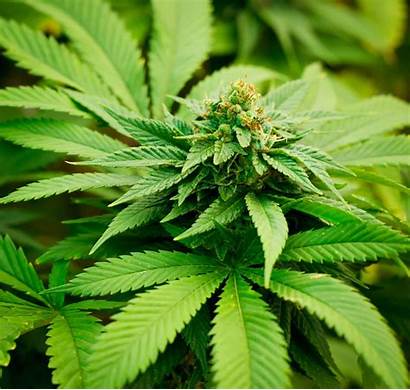 Marijuana Plant Leaf Types Cbg Weed Cannabis