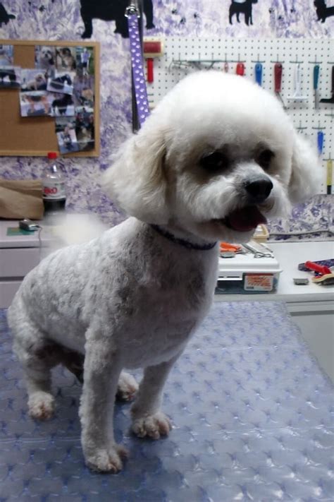 The small but sturdy and resilient bichon frise stands among the world's great personality dogs. since antiquity, these irresistible canine comedians have relied on charm, beauty, and. How Long will it take my Shaved Bichon's Coat to Grow Back?