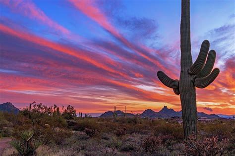 Classic Arizona Desert Sunset Landscape With Cactus Photograph By Ray