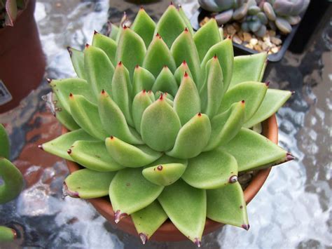 Echeveria Agavoides World Of Succulents