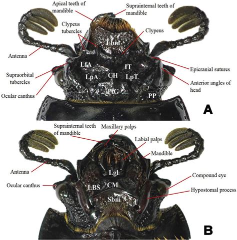 Characters Of The Head Of L Koreanus A Dorsal View B Ventral View