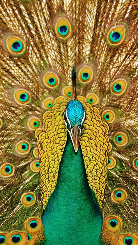 Find and download peacock feather desktop wallpapers wallpapers, total 29 desktop background. Peacock Feather Wallpaper (59+ images)