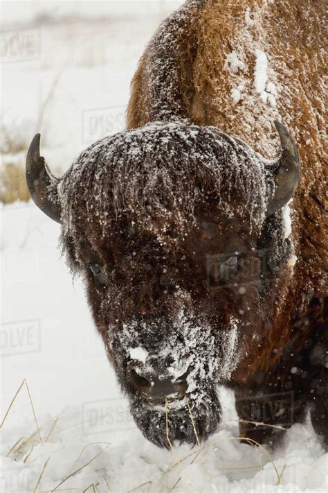Snow Covered Buffalo Stock Photo Dissolve