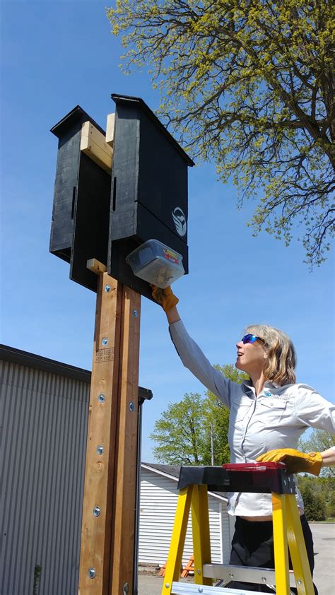 The ideal height for a bat house is around 12 to 20 feet (3.7 to 6.1 m) off of the ground. Canadian Wildlife Federation: Install a Box