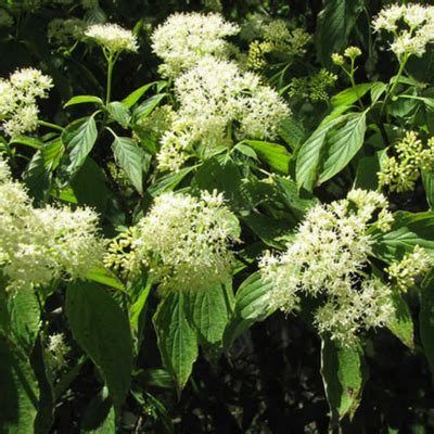 This will allow you to enjoy the flowering season and the shrub will have time to initiate new flower buds for next year. 5 Beautiful Flowering Trees that Thrive in Michigan