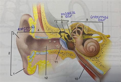 Anatomy Of External And Middle Ear Diagram Quizlet