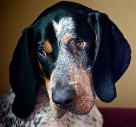 Bluetick Coonhound Breeders In The Usa With Puppies For Sale Puppyhero