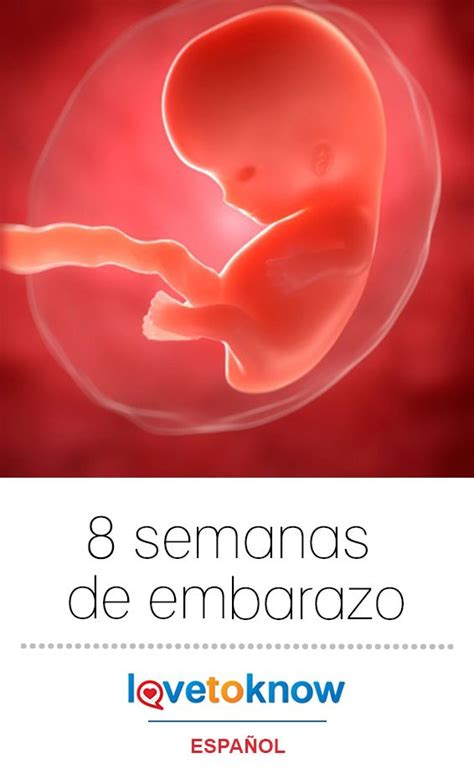 Con la primera semana de embarazo empieza un precioso camino con numerosos cambios, cuyo resultado final será el nacimiento de un bebé. 8 semanas de embarazo | LoveToKnow | 8 semanas de embarazo ...