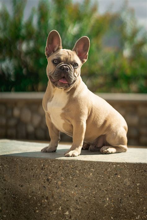 Our babies are affectionate, socialized and well behaved. French Bulldog - Wikipedia