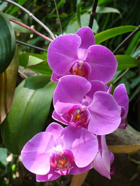 2nd edition, 5th print, national parks' publication, singapore. Orchids in Singapore | Orchids, Plants, Garden