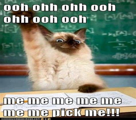 School Funny Cat Memes Funny Animal Quotes Funny Animals