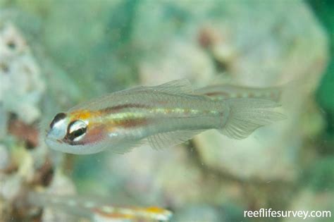 Coryphopterus Personatus Masked Goby