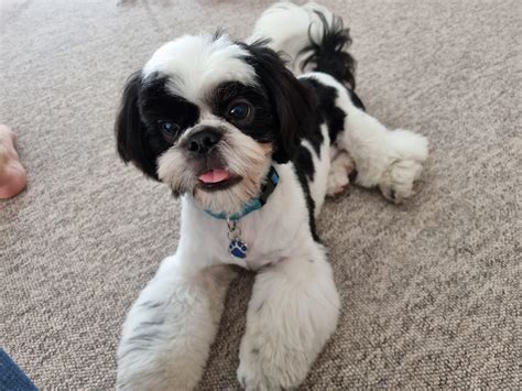 How Big Is Your Shih Tzu How Much More Will Ours Grow Hes 6 Months