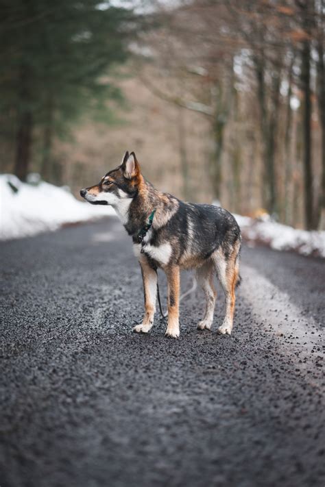 Saarlooswolfhund) is a dog breed originating from the crossing of a german shepherd (german: Saarlooswolfhond