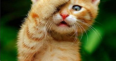 Head Smack Cats And Kittens Pinterest Cats Pictures Of And Of