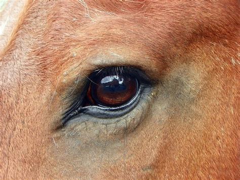 Cornell Clinicians Develop Safer Faster Way To Diagnose Horse Eye
