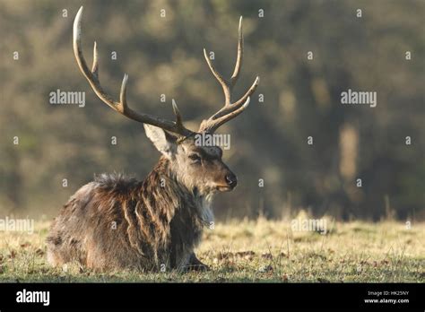 A Resting Manchurian Sika Deer Cervus Nippon Mantchuricus Laying On