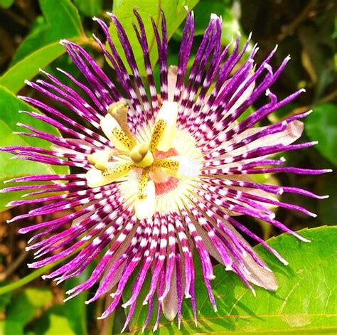 Attractive Passion Fruit Flower Stock Photo Image Of Blossom Herb