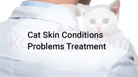 Cat Skin Conditions Problems Treatment Kotikmeow