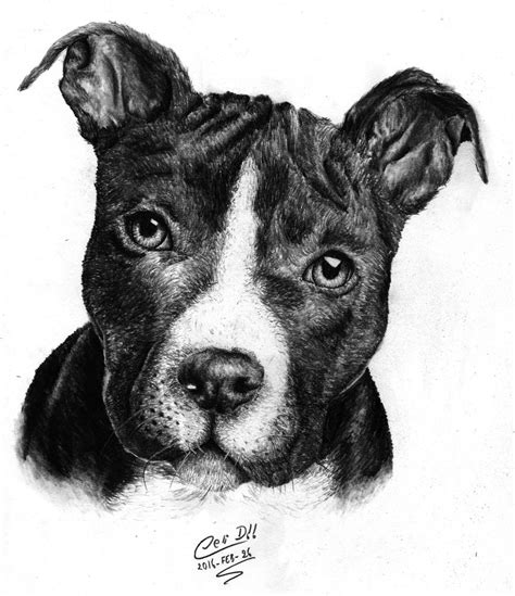 Lista Foto Imagenes De Perros Para Dibujar Pitbull Actualizar