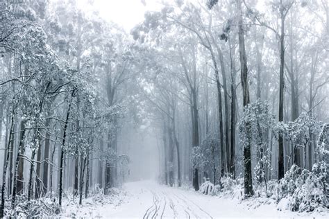 7 Best Places Near Melbourne To See Snow Man Of Many