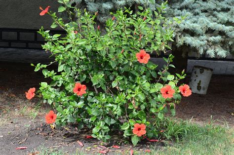 How To Grow A Variety Of Hibiscus Shrubs Green Garden Tribe