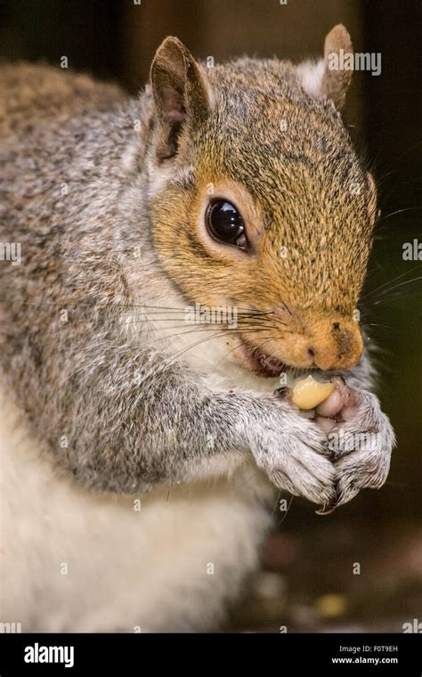 Close Up Of A Western Grey Squirrel Eating Peanuts In Issaquah
