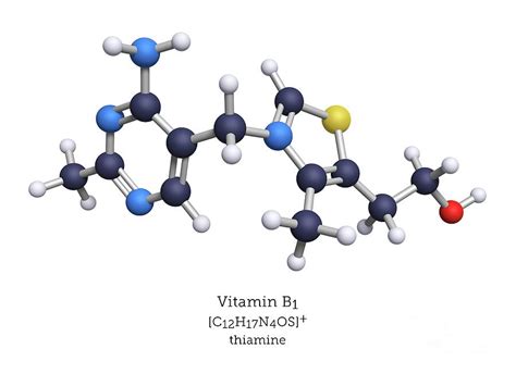 Molecular Model Of Vitamin B1 Photograph By Greg Williamsscience Photo