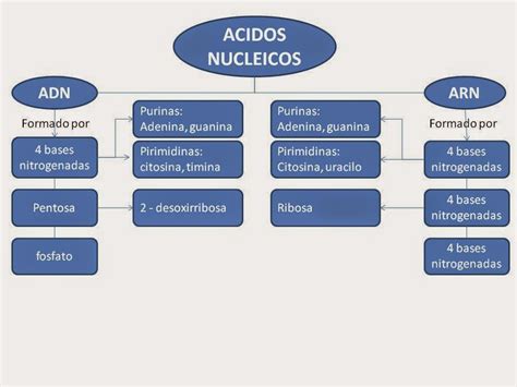 Biologia Estructura Del Adn Y Sistema Reproductor Femenino