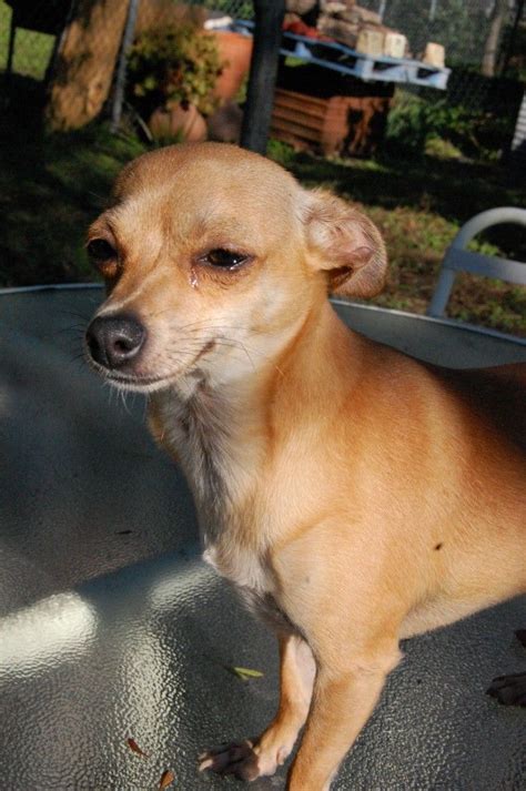 99 Deer Head Chihuahua Characteristics L2sanpiero