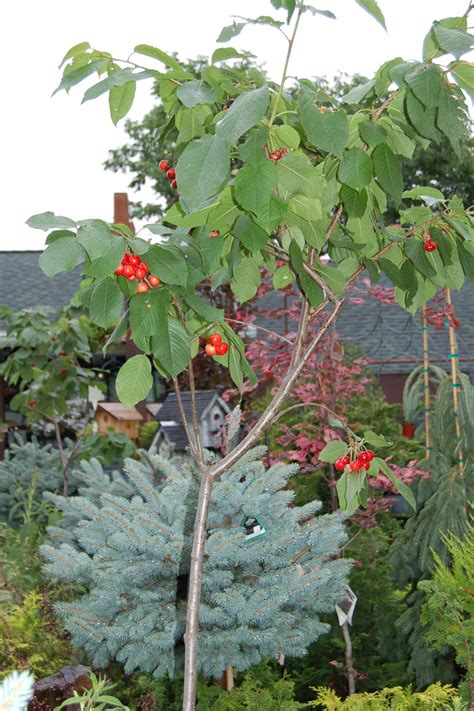 How to grow a cherry tree. Growing cherry trees on Long Island | TBR News Media