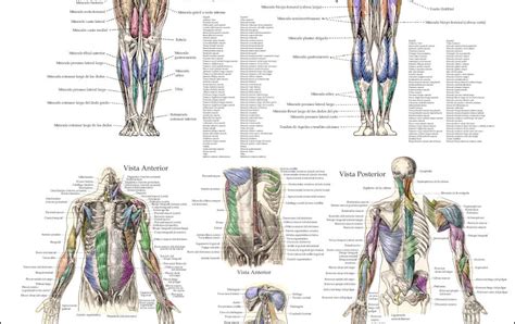 Muscle Chart Back Muscle Anatomy Chart Anterior Chartex Ltd