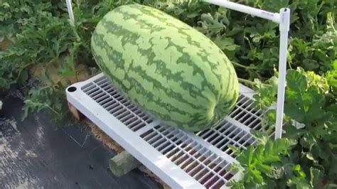 Giant Watermelon Growing Youtube