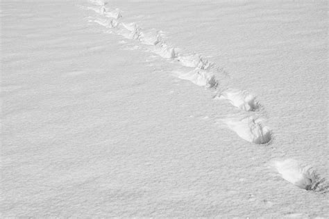Free Photo Traces Footsteps In The Snow Free Image On