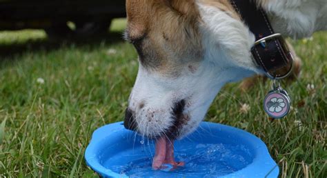 How Do Dogs Drink Water Doggie Training Centre