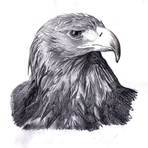 Hawk Pencil Drawing At Explore Collection Of Hawk