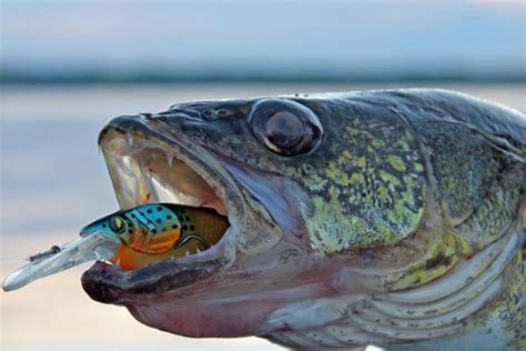 Fishing Walleye, Expert Tips and All You Need To Know About Walleye