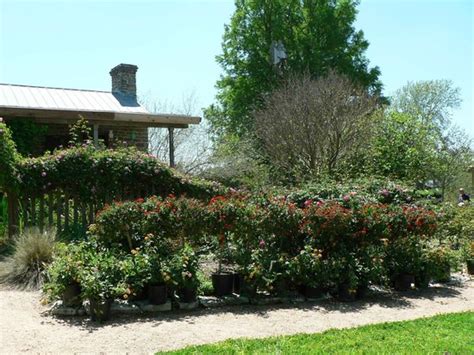 There are 6 businesses listed in emporium, pennsylvania. Antique Rose Emporium (Independence) - 2021 All You Need ...