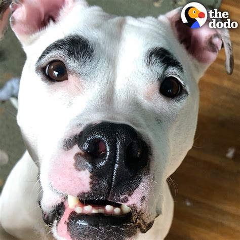 Charlie On Twitter Rt Dodo Rescue Pittie With The Best Eyebrows Was Out Of Control — Until