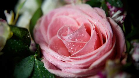 Light Pink Rose With Water Drops 4k Hd Flowers Wallpapers Hd