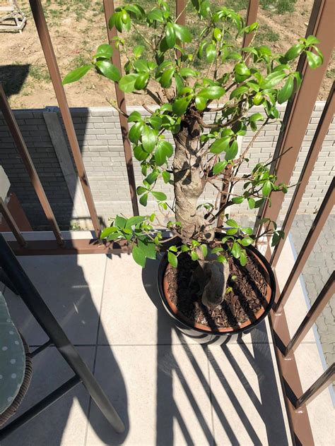 The fukien tea tree prefers soil that ranges from moist to slightly dry. indoors - Bonsai tree keeps losing leaves - Gardening ...