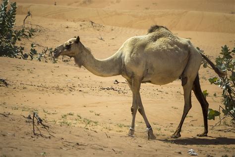Camel Dromedary Desert · Free Photo On Pixabay