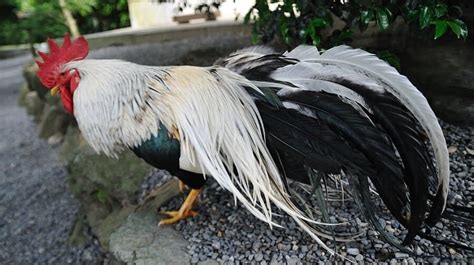 Four Exotic Japanese Chickens That Will Turn Heads
