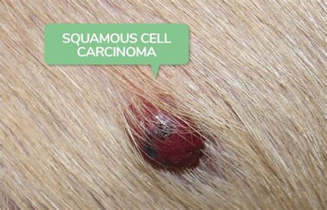 Melanoma In Dogs