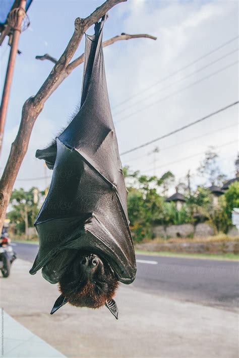Fruit Bat Or Flying Fox Pteropus Vampyrus Hanging Of A Branch By