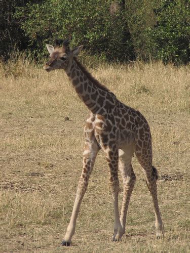 Charmingly Awkward Teenage Giraffe Photo By Rob Saragoldsmith Flickr