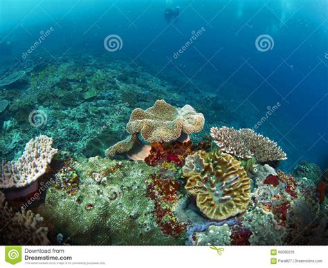Coral Reef Stock Photo Image 60090226