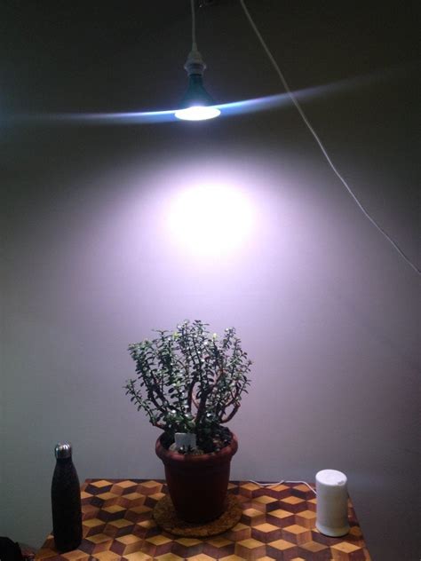 Maybe you would like to learn more about one of these? I got this grow light for my jade - Does anyone know how ...