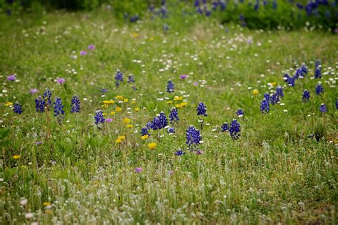 Texas Spring Wildflowers Austin Texas Is Very Brown And Ve Flickr